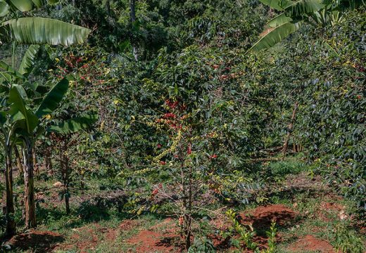Coffee-Farm