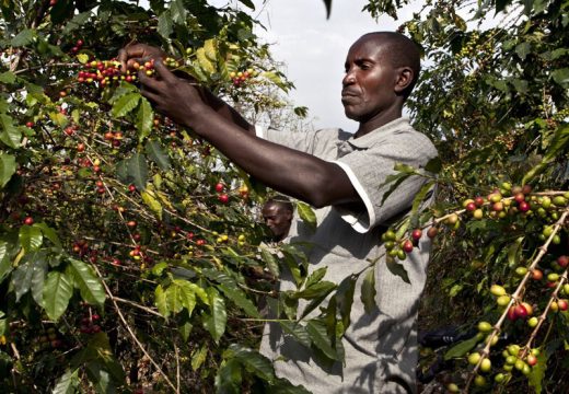 Coffee-Farmer